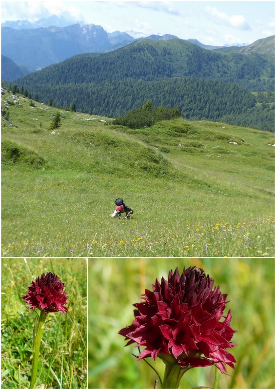 Una giornata a Valparola. Dactylorhiza, Nigritella e grandi montagne!